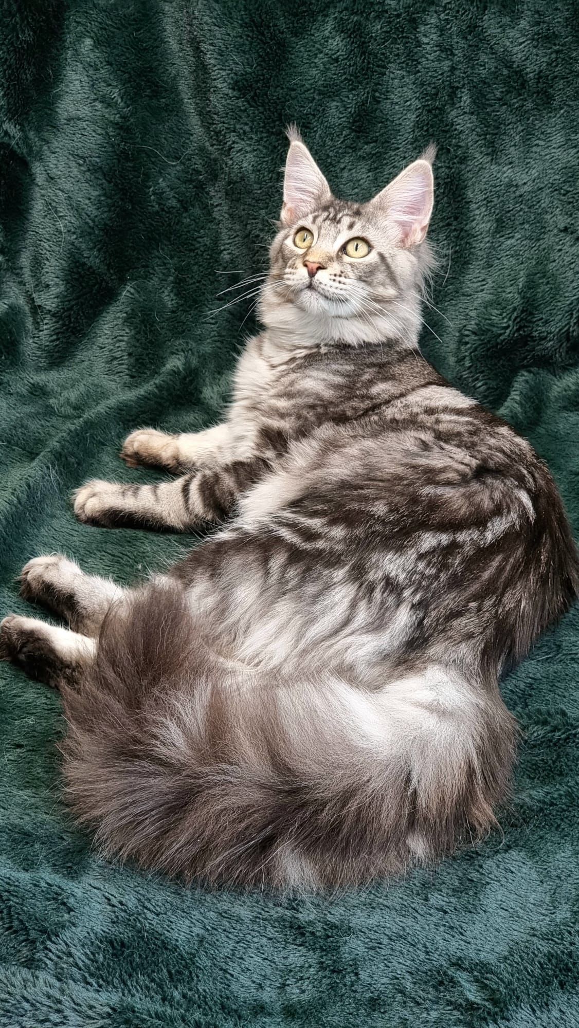 Maine coon price, Cat Maine coon price