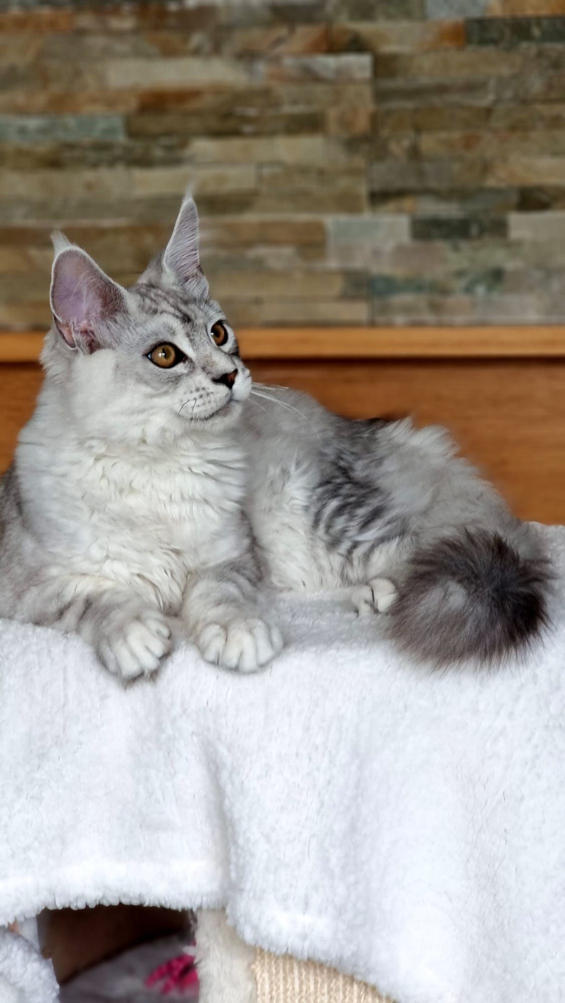 Maine Coon as a pet