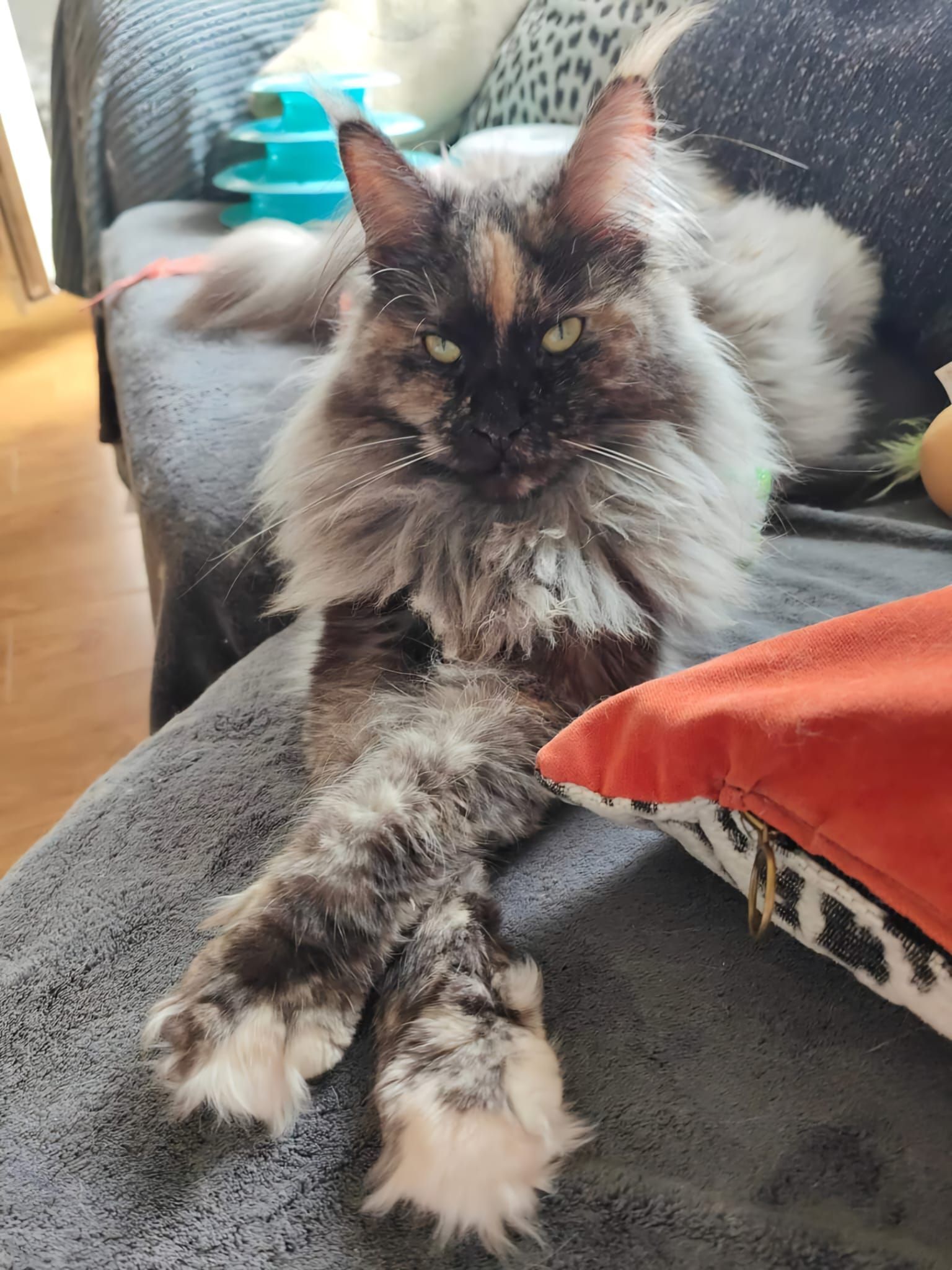 Maine coon price, Cat Maine coon price