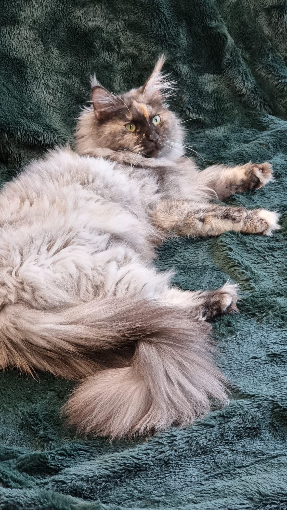 Maine coon price, Cat Maine coon price