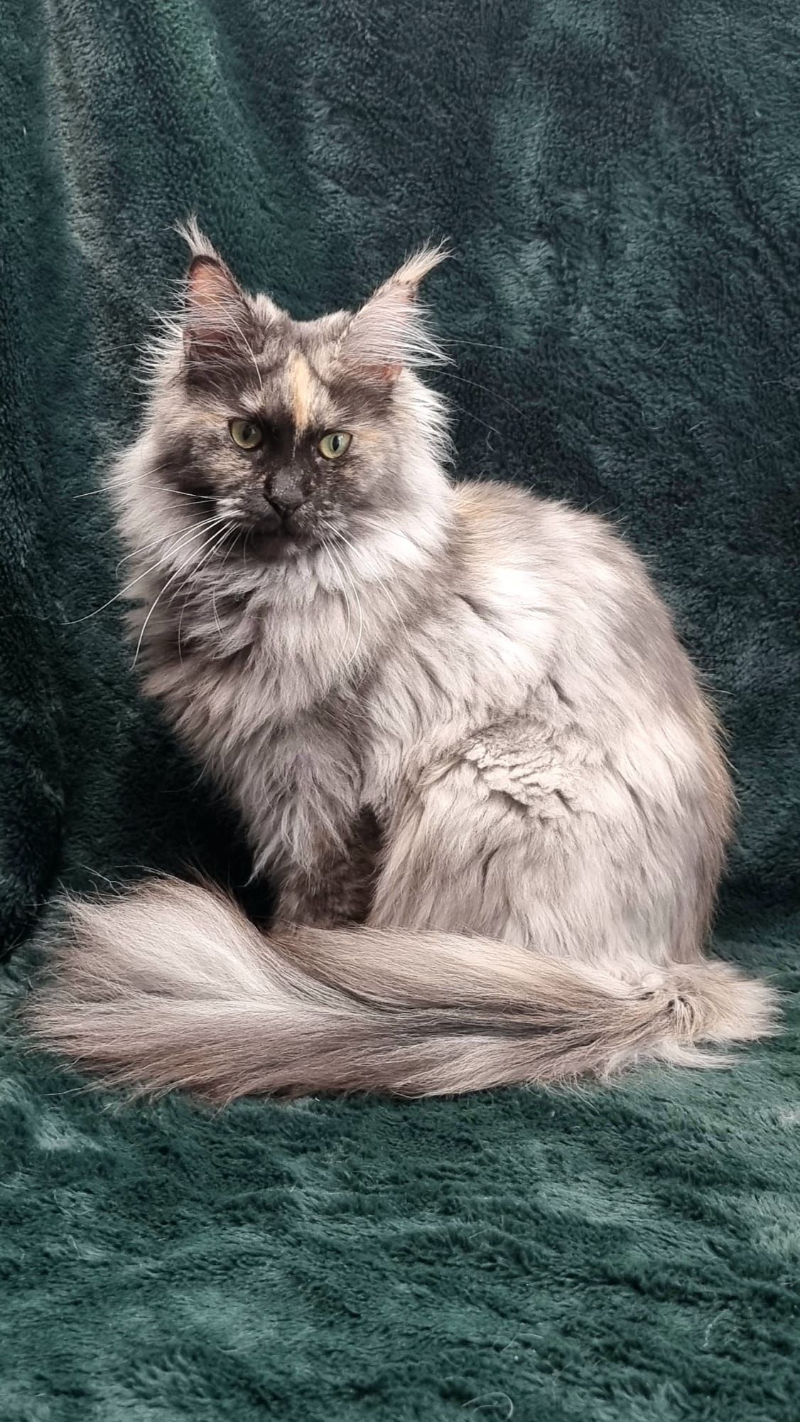 Maine coon price, Cat Maine coon price