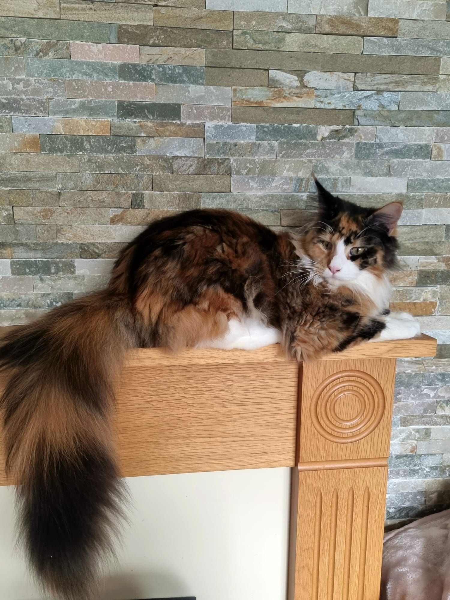 Maine coon price, Cat Maine coon price