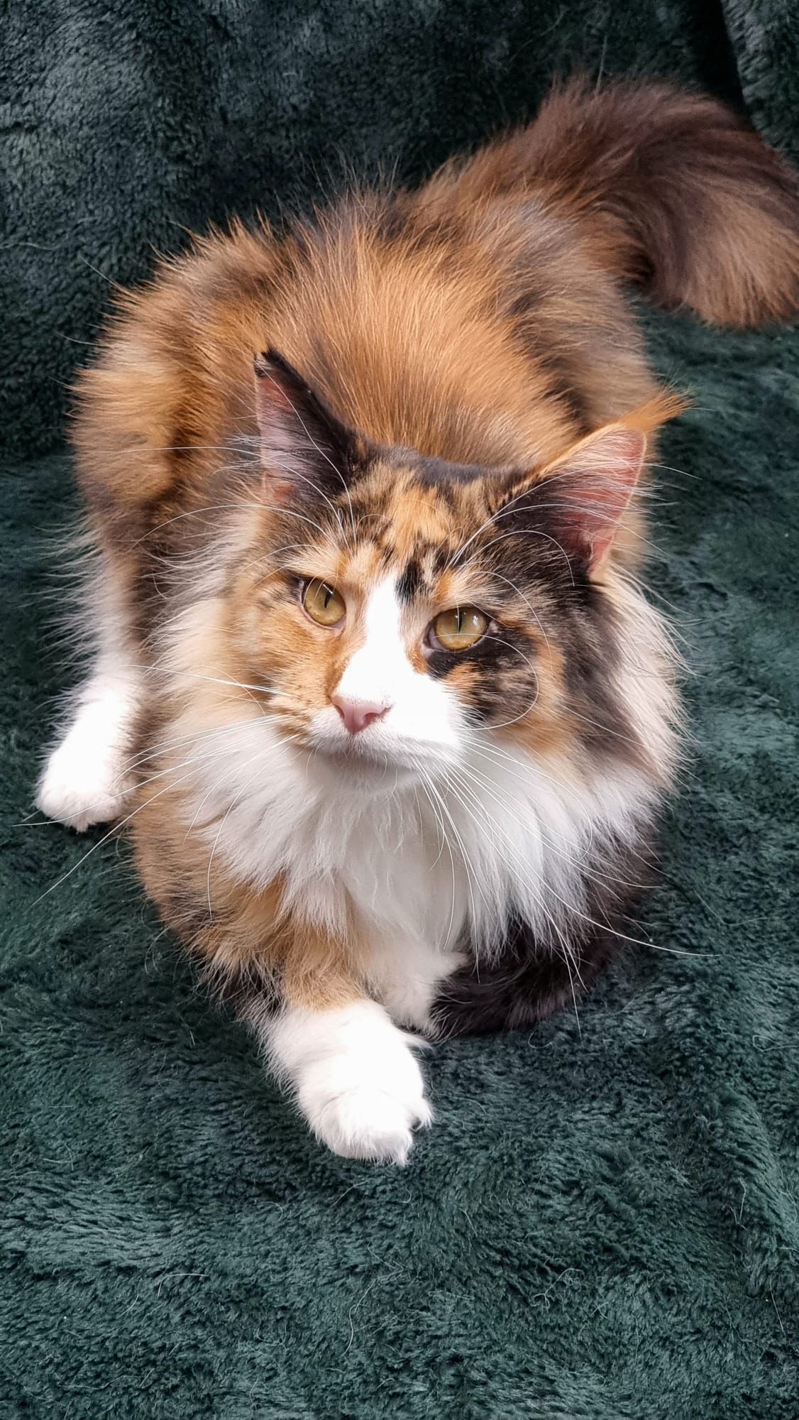 Maine coon price, Cat Maine coon price