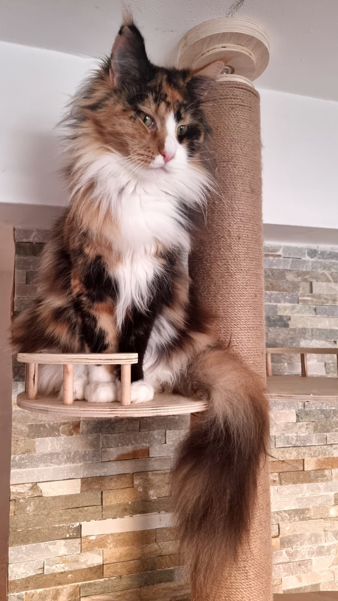 Maine coon price, Cat Maine coon price