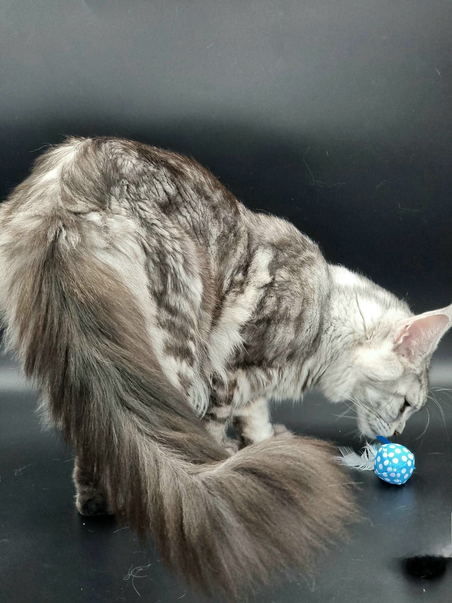 Maine coon price, Cat Maine coon price