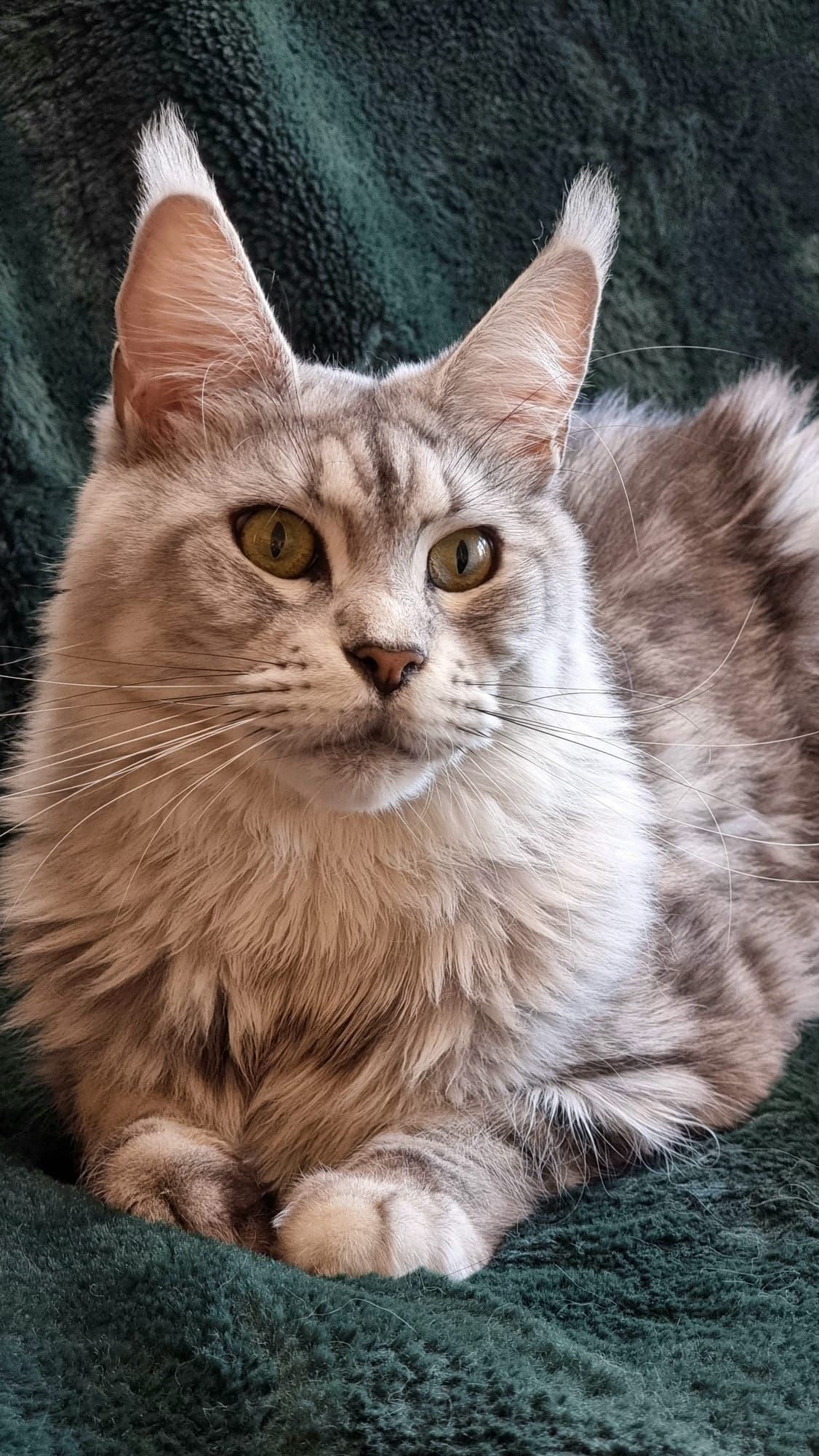 Maine coon price, Cat Maine coon price