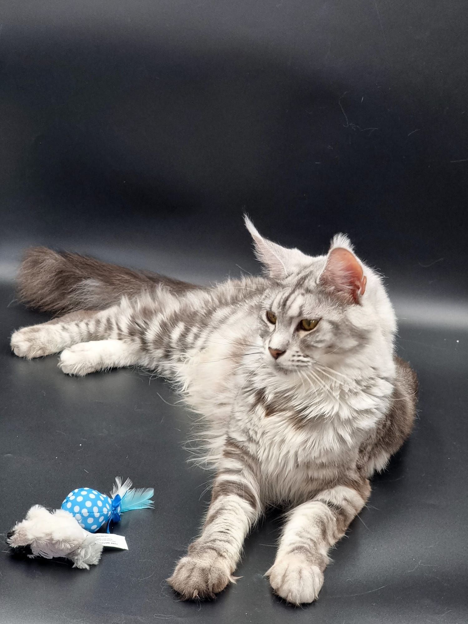 Maine coon price, Cat Maine coon price