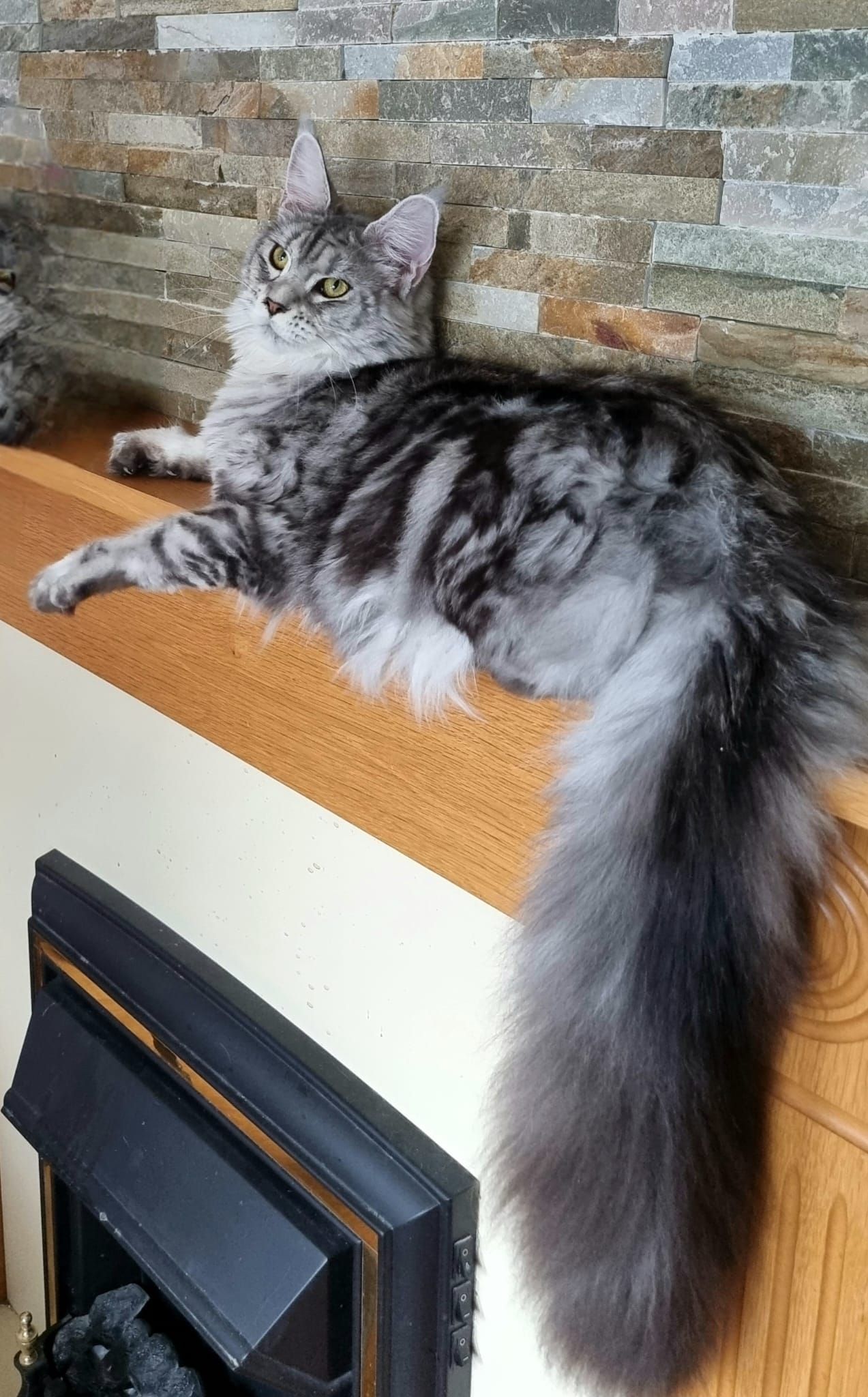 Maine coon price, Cat Maine coon price