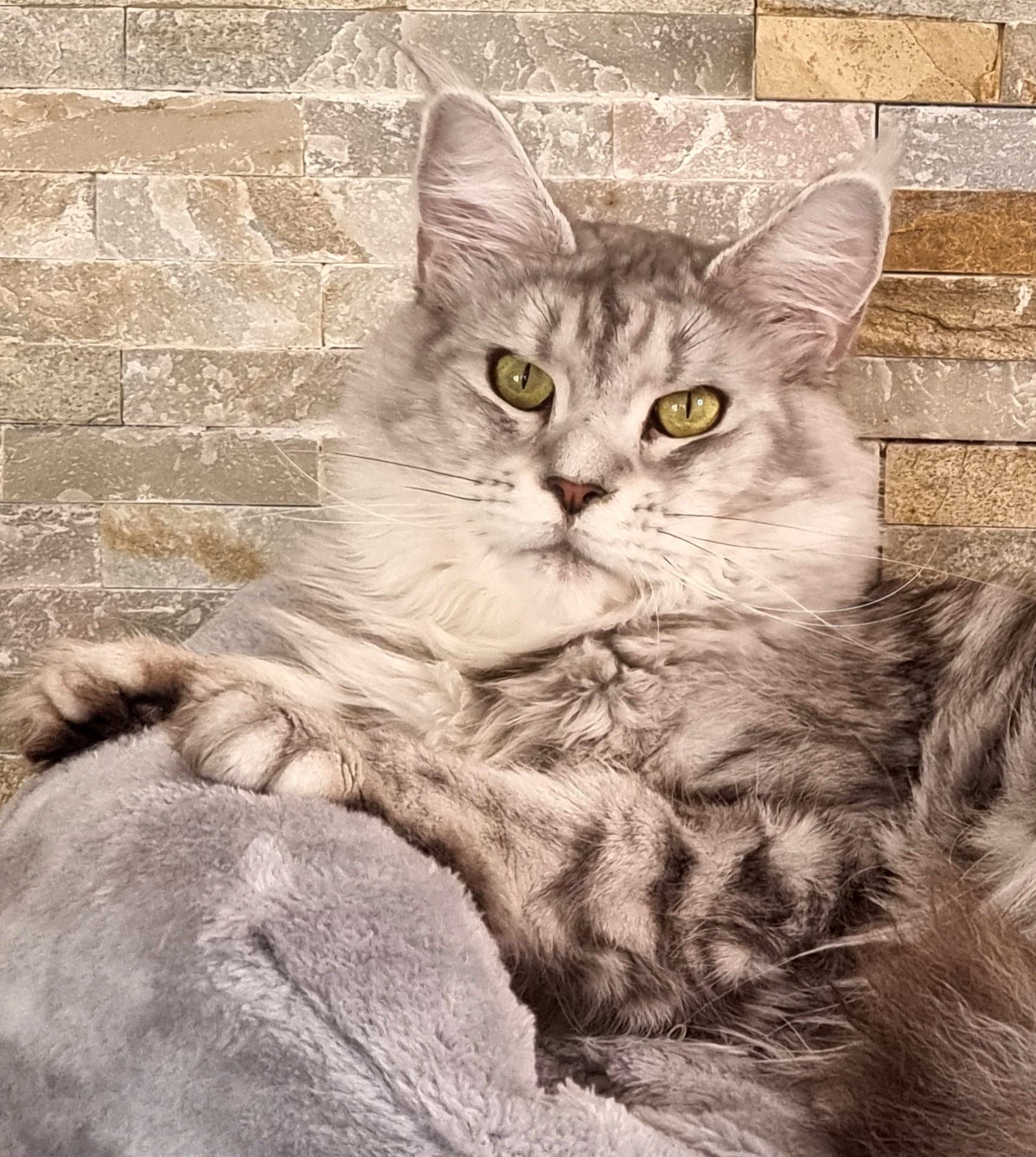 Maine coon price, Cat Maine coon price