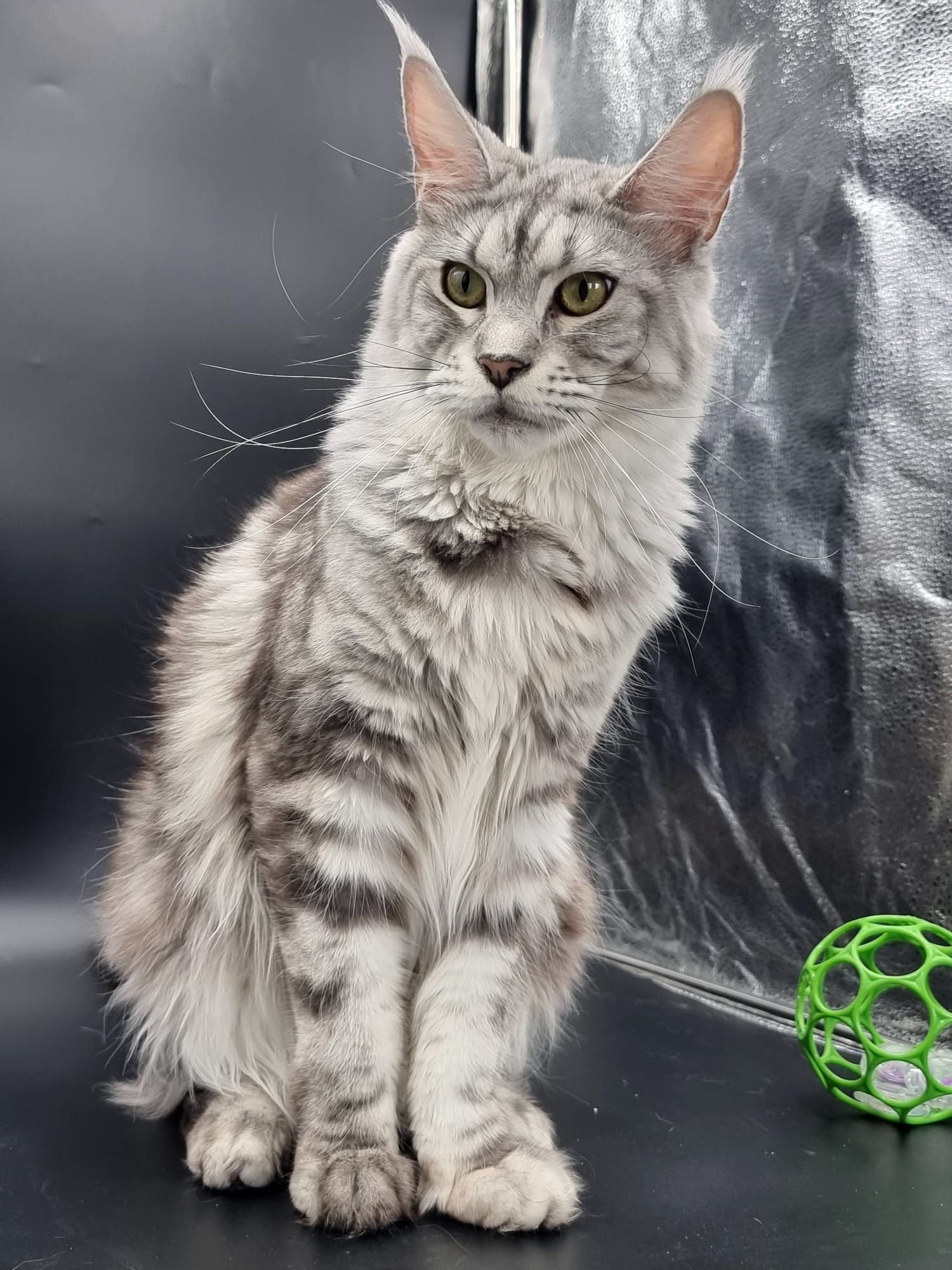 Maine coon price, Cat Maine coon price