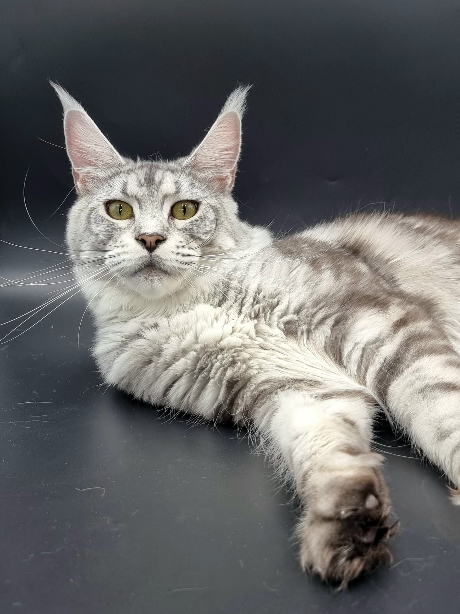 Maine coon price, Cat Maine coon price