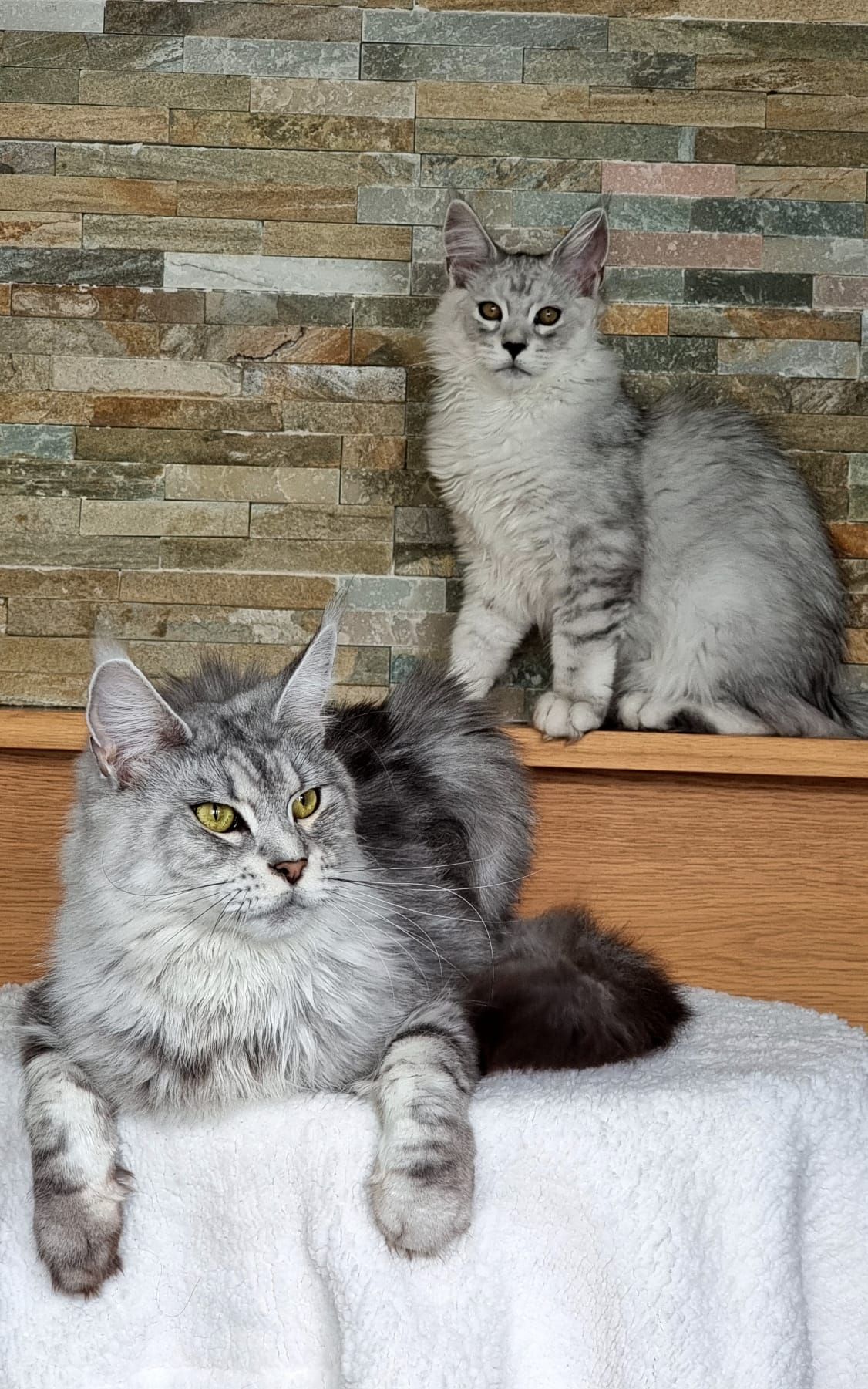 Maine Coon as a pet
