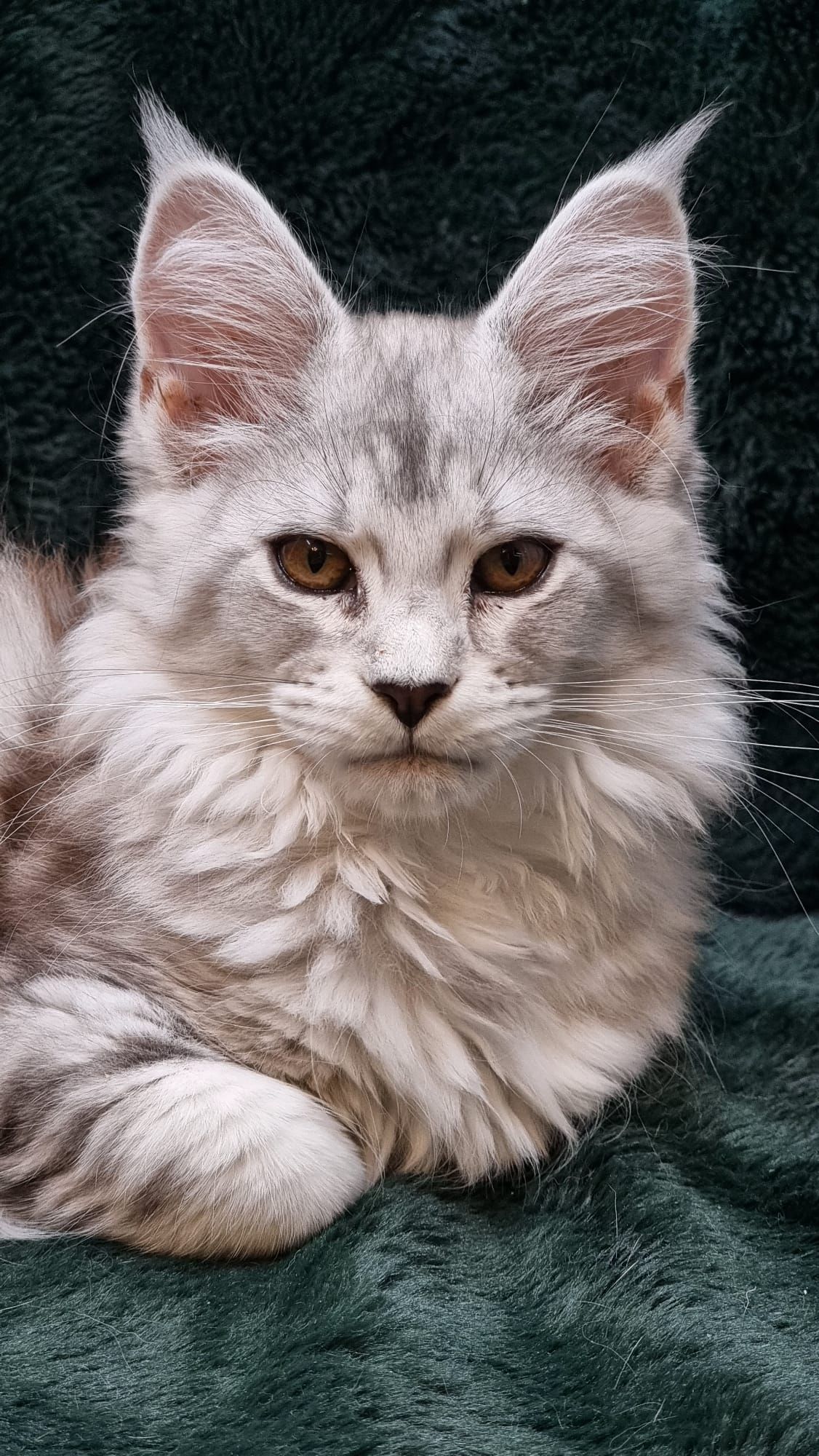 coon cats for sale, Maine coon cats for sale in the uk