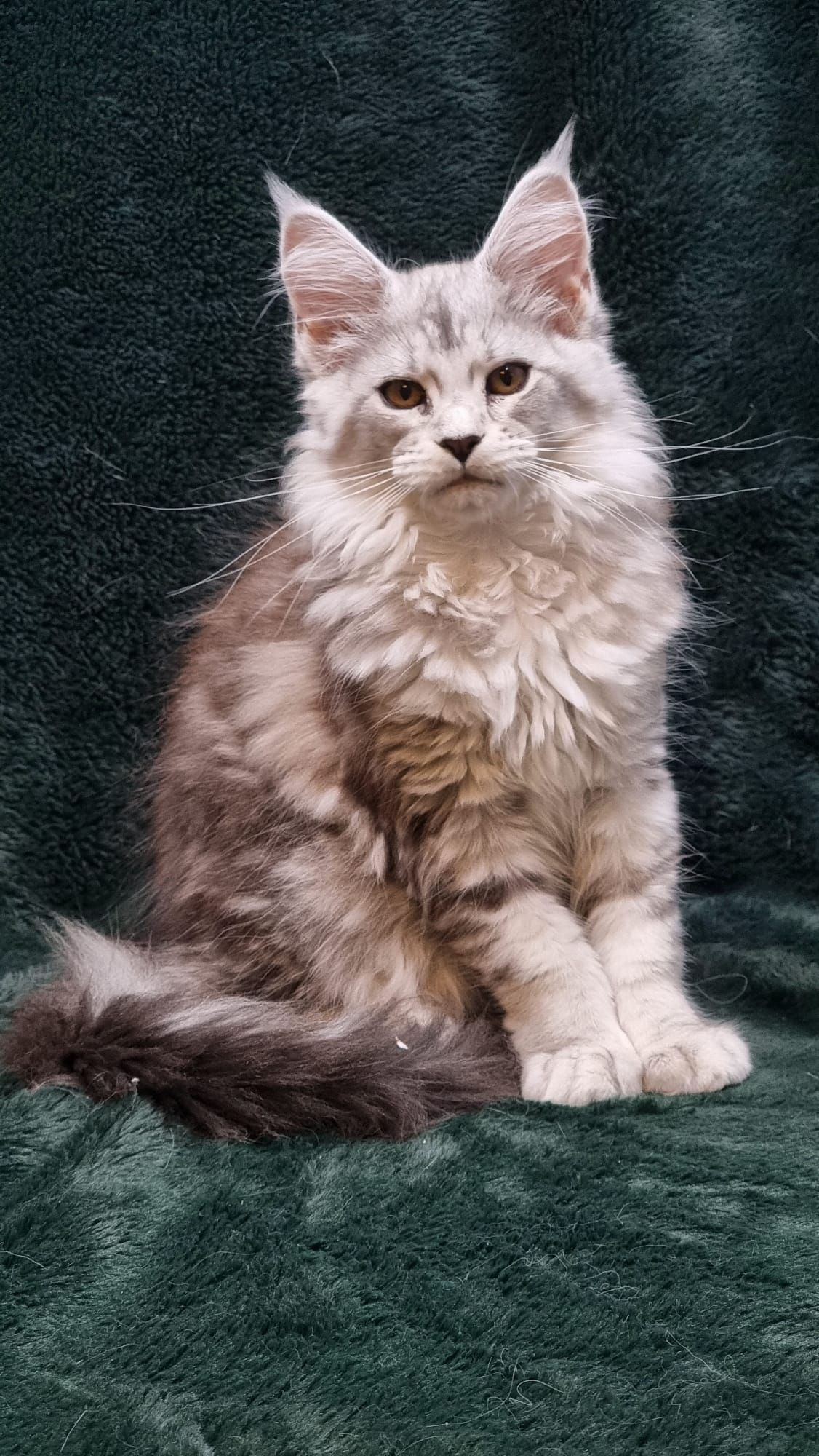coon cats for sale, Maine coon cats for sale in the uk