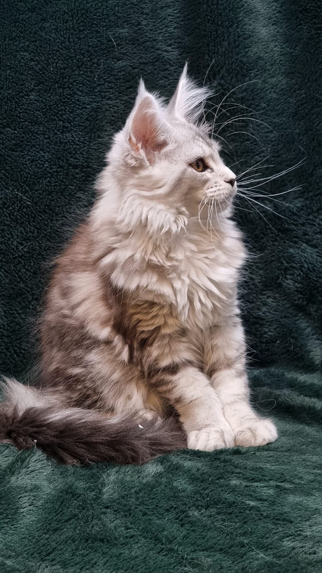 coon cats for sale, Maine coon cats for sale in the uk