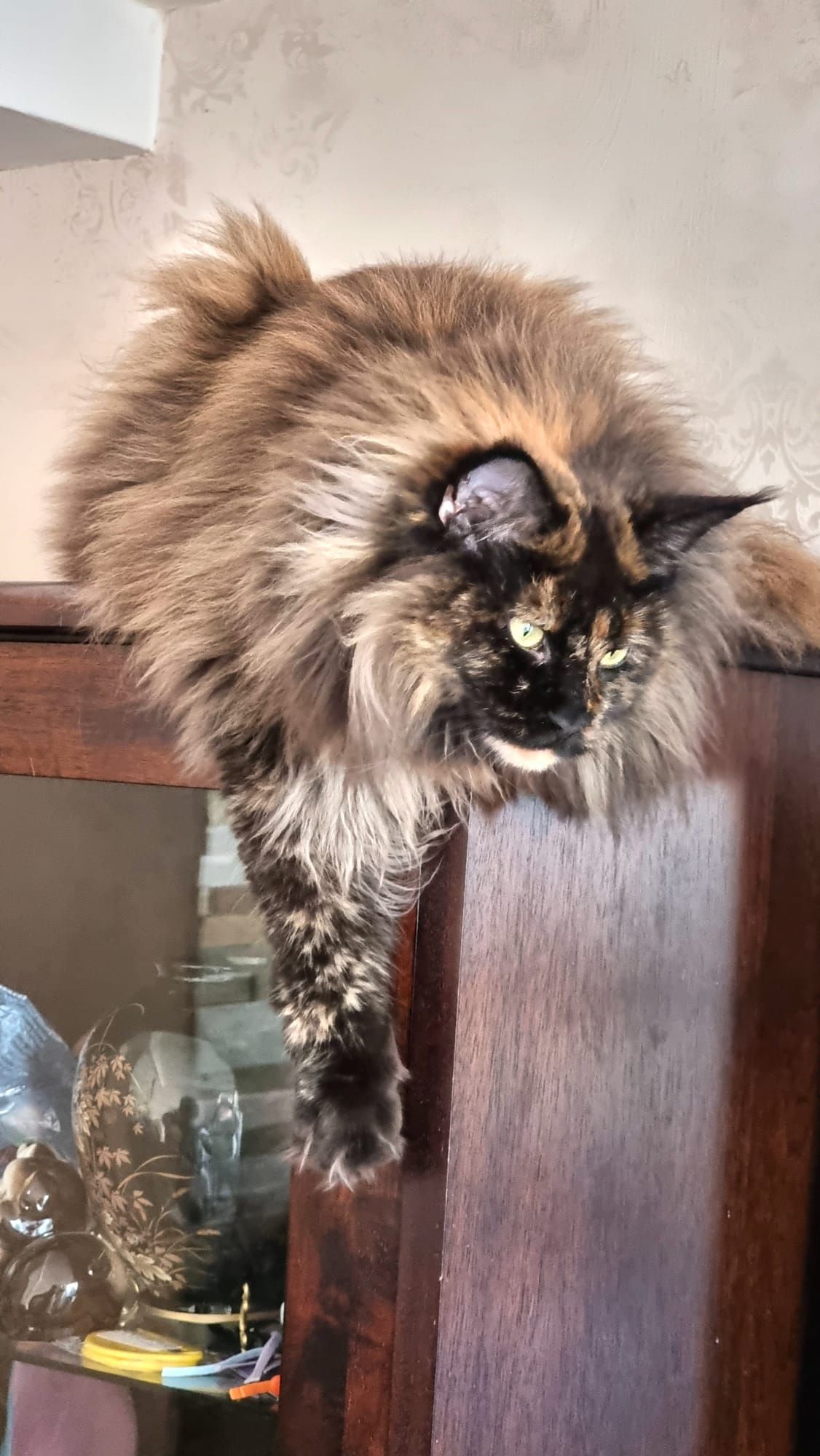 coon cats for sale, Maine coon cats for sale in the uk