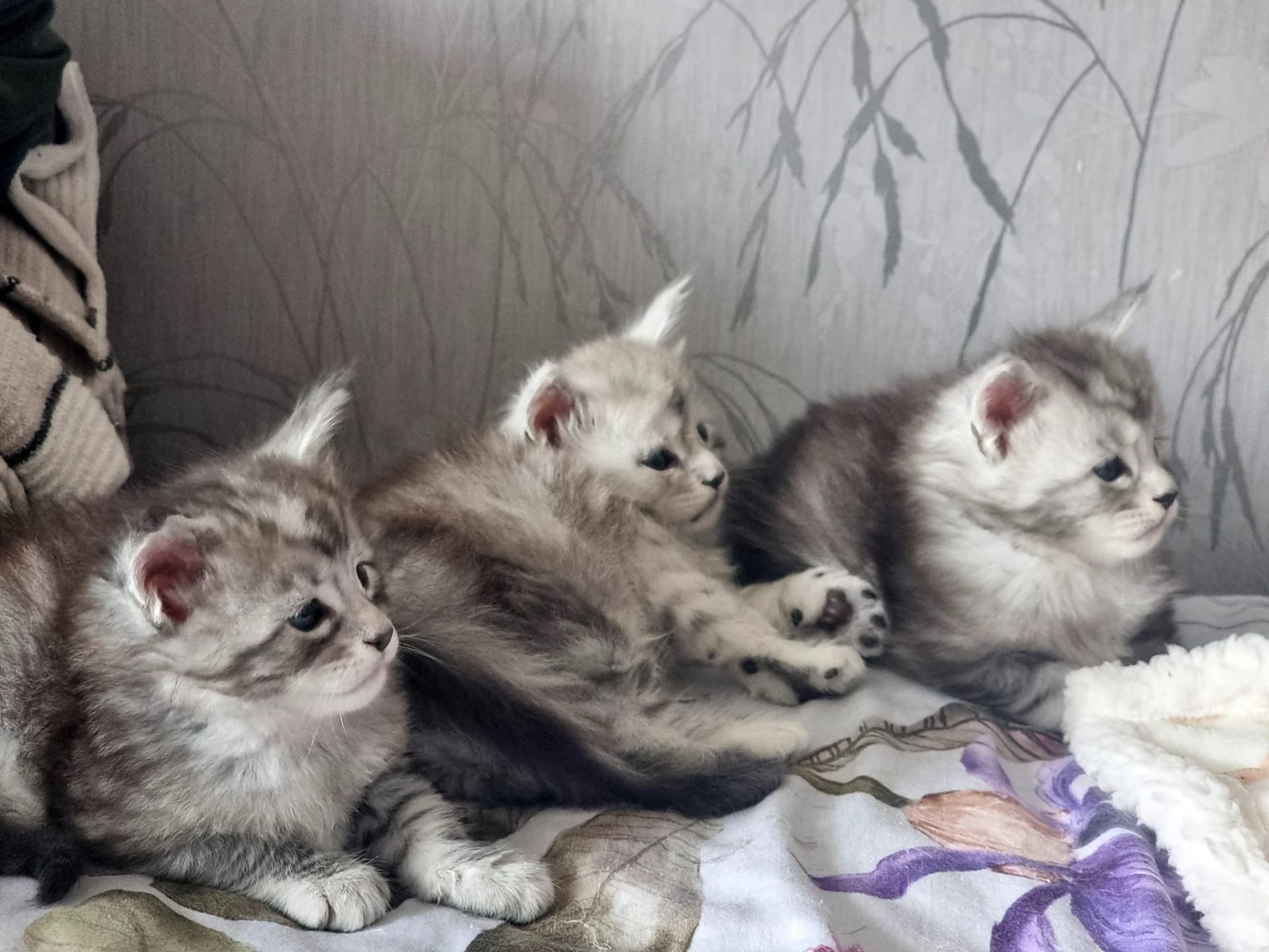 coon cats for sale, Maine coon cats for sale in the uk