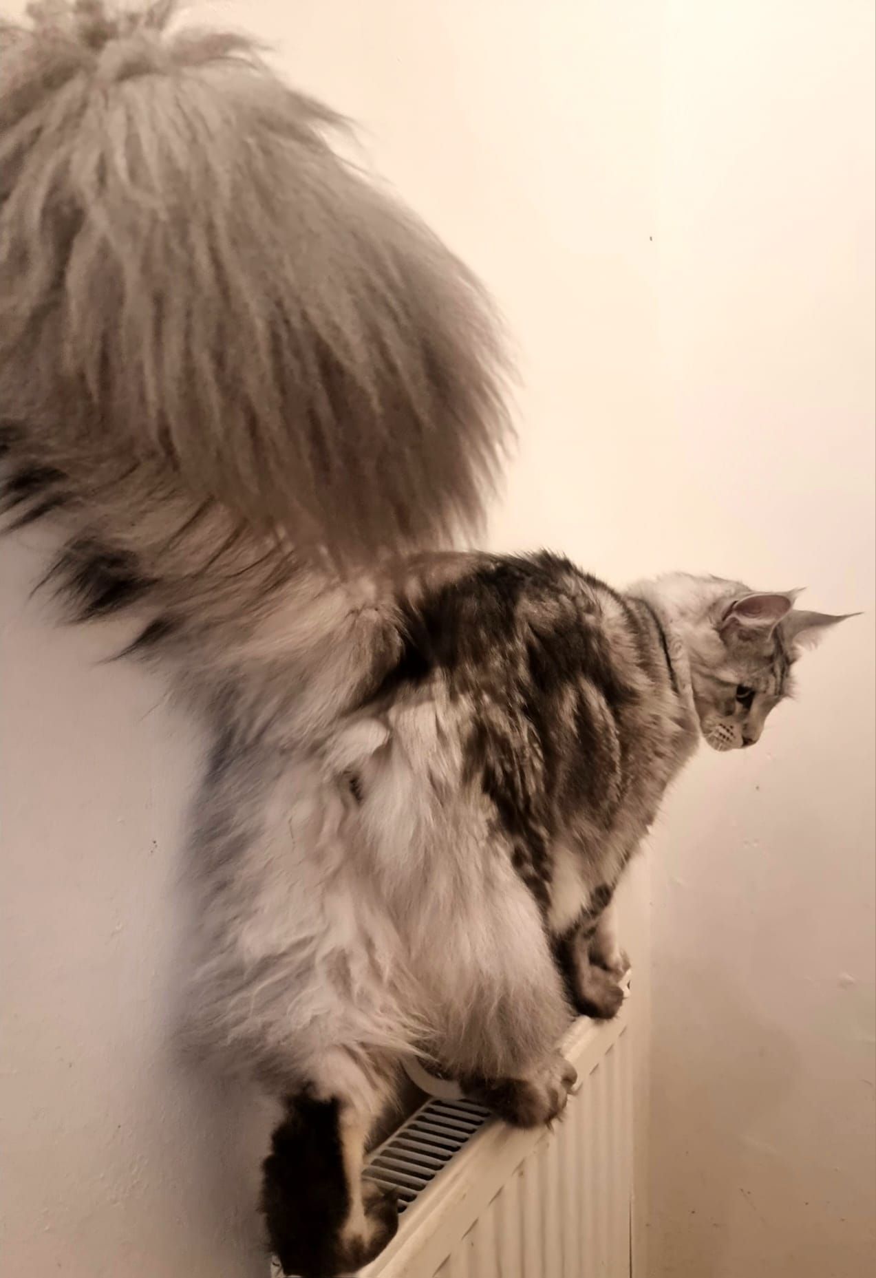 coon cats for sale, Maine coon cats for sale in the uk