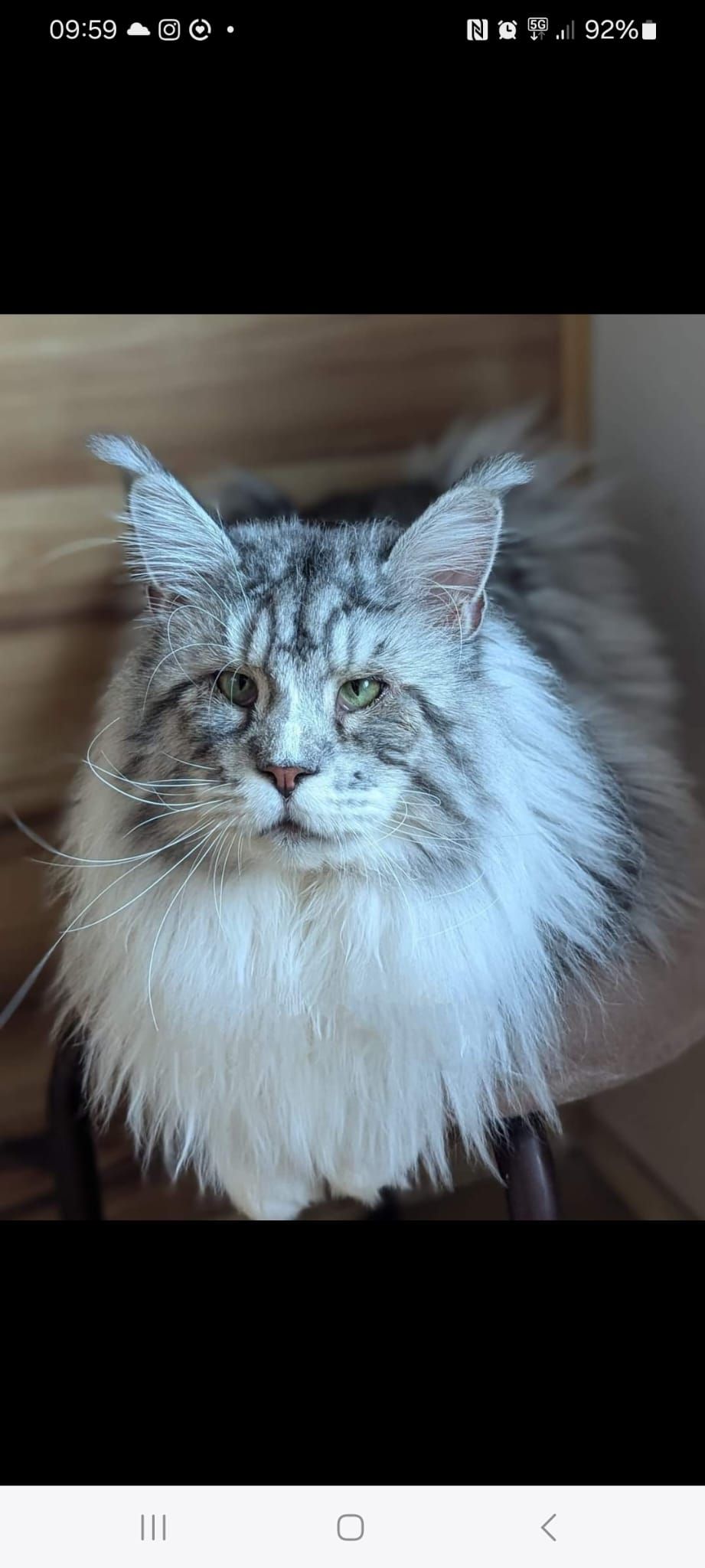 Maine Coon as a pet