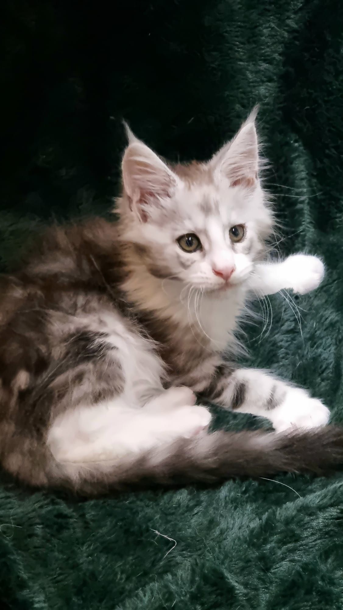 Maine Coon as a pet