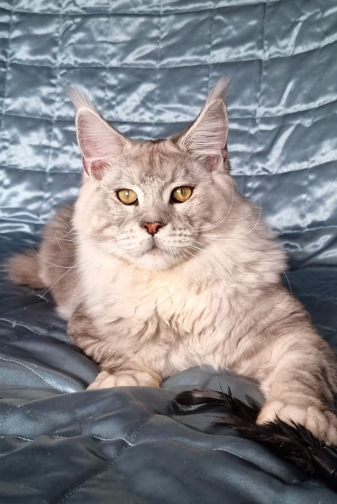 Maine Coon Kittens for sale, Maine coon cats for sale