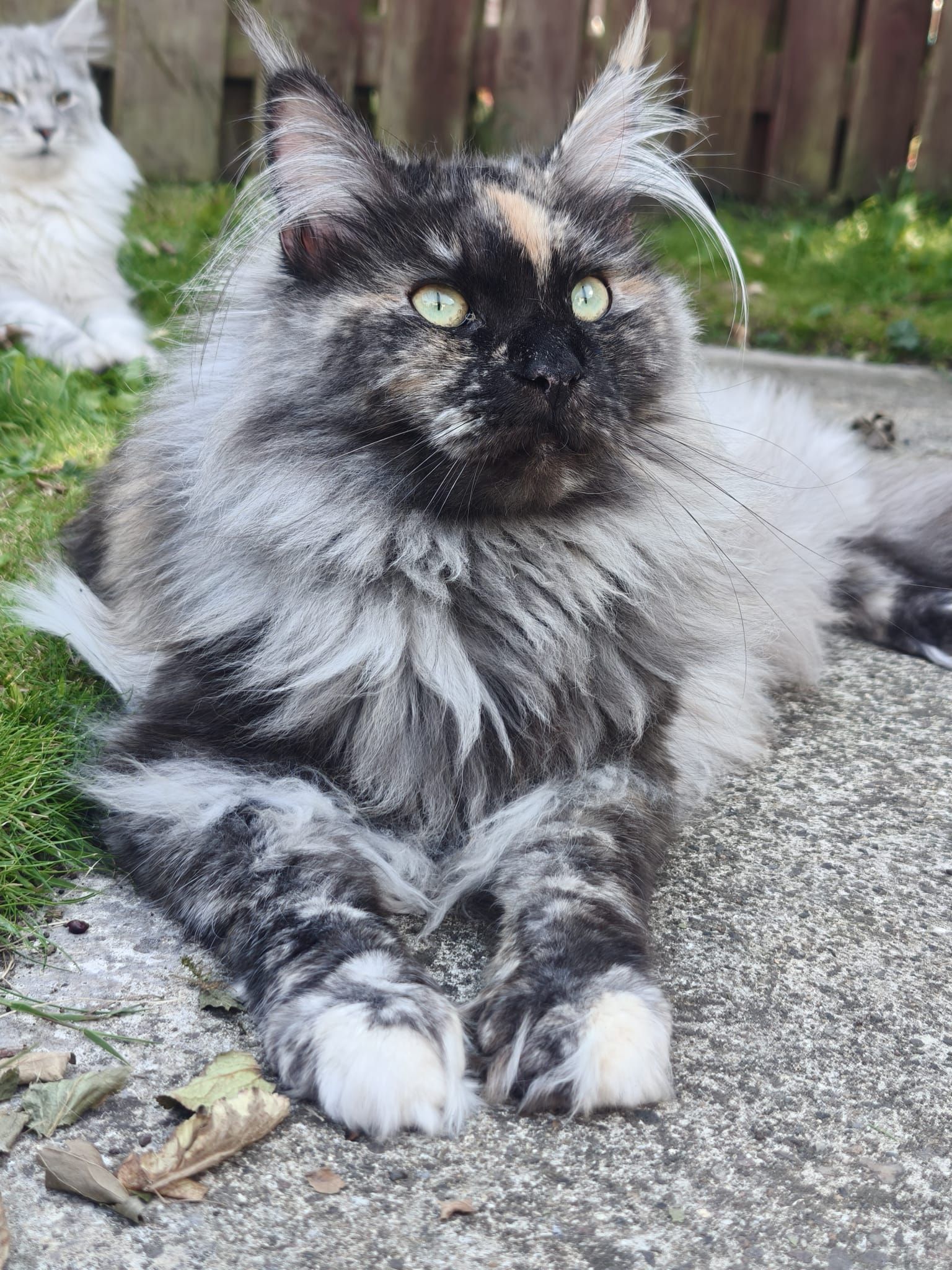 Maine Coon Kittens for sale, Maine coon cats for sale