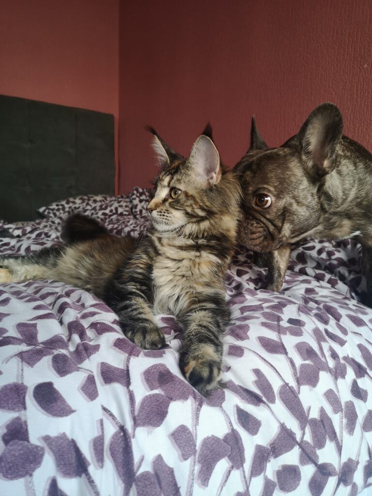 Coon cats for sale, Maine coon cats for sale in the uk