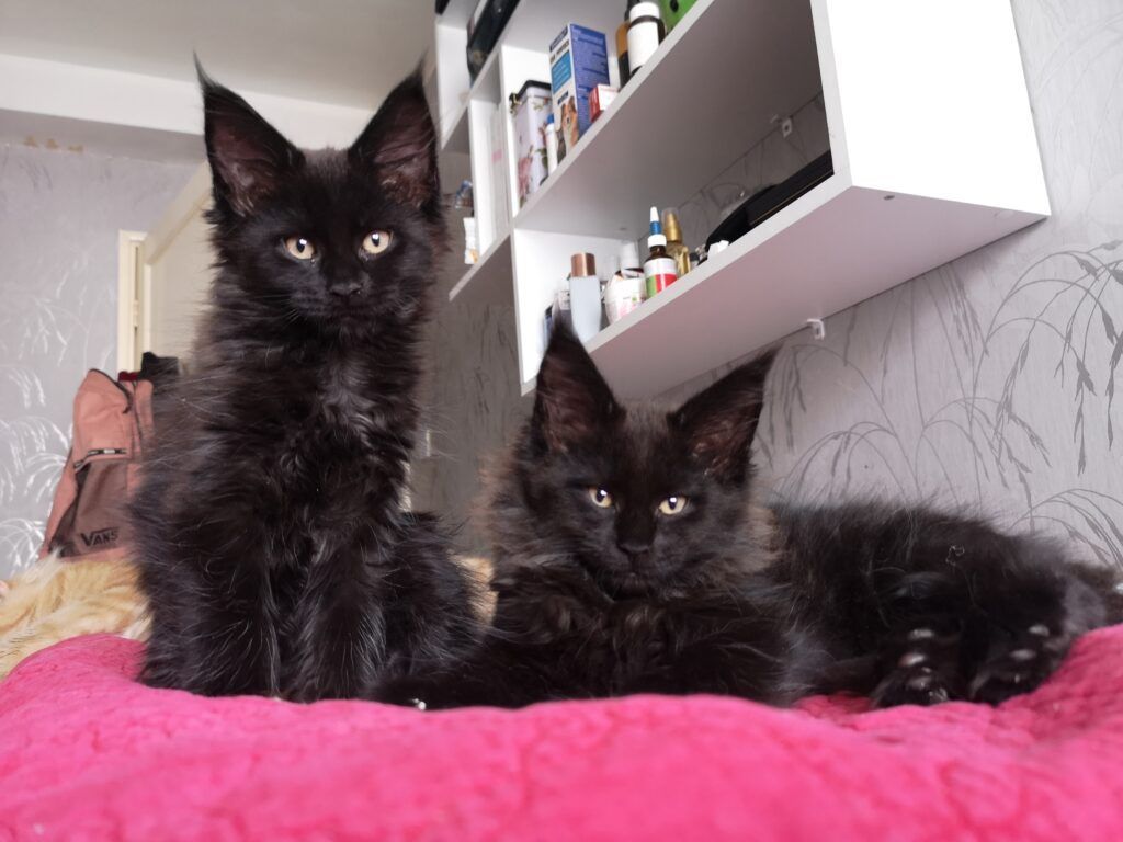 Coon cats for sale, Maine coon cats for sale in the uk