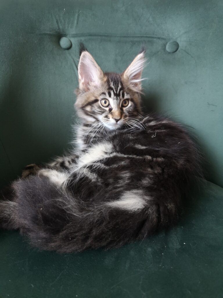 Coon cats for sale, Maine coon cats for sale in the uk