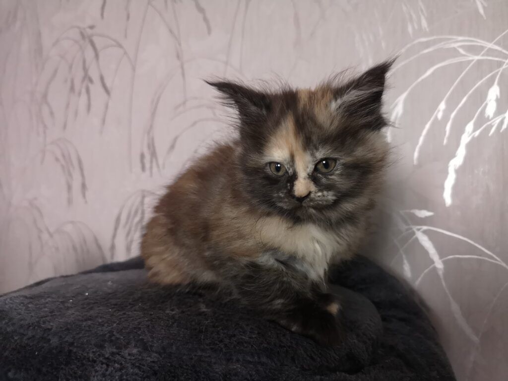 Coon cats for sale, Maine coon cats for sale in the uk