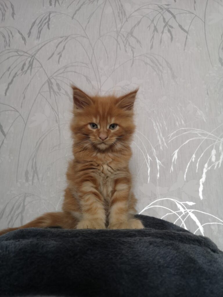 Coon cats for sale, Maine coon cats for sale in the uk