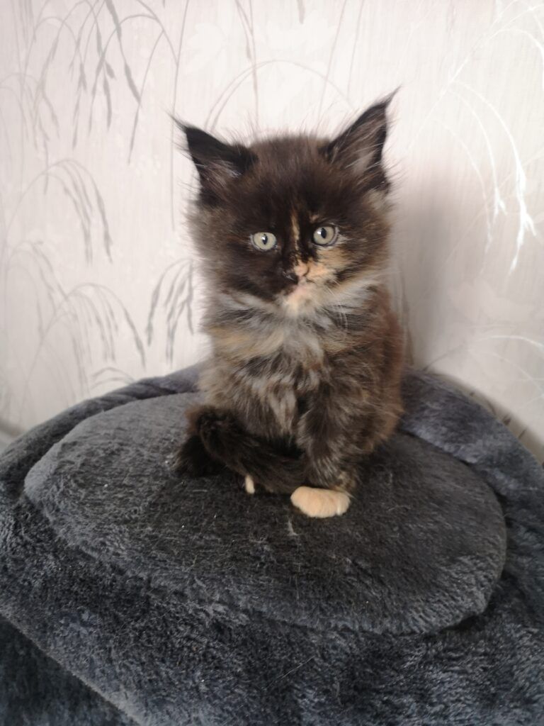 Coon cats for sale, Maine coon cats for sale in the uk