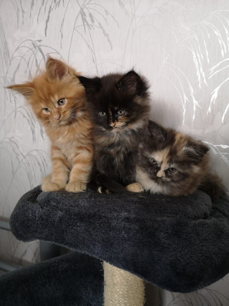Coon cats for sale, Maine coon cats for sale in the uk