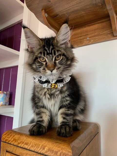 Maine Coon Cats, buy maine coon cat