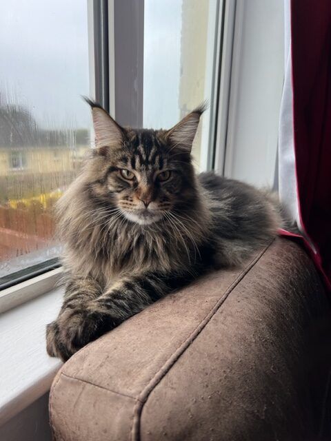 Maine Coon Cats, buy maine coon cat