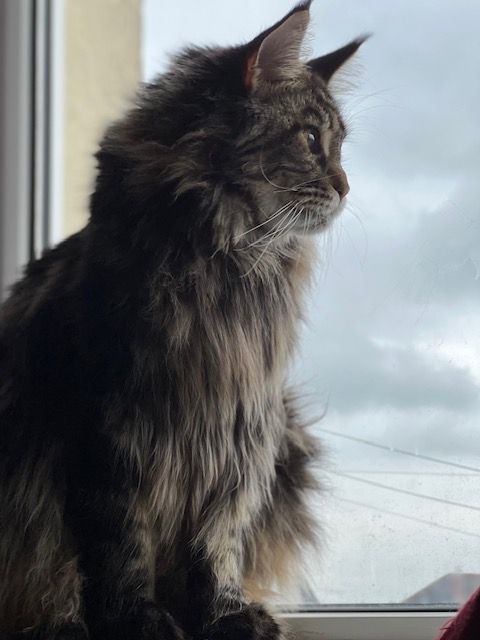 Maine Coon kittens for sale near Hessle