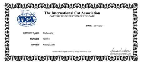 Maine Coon Cats, buy maine coon cat