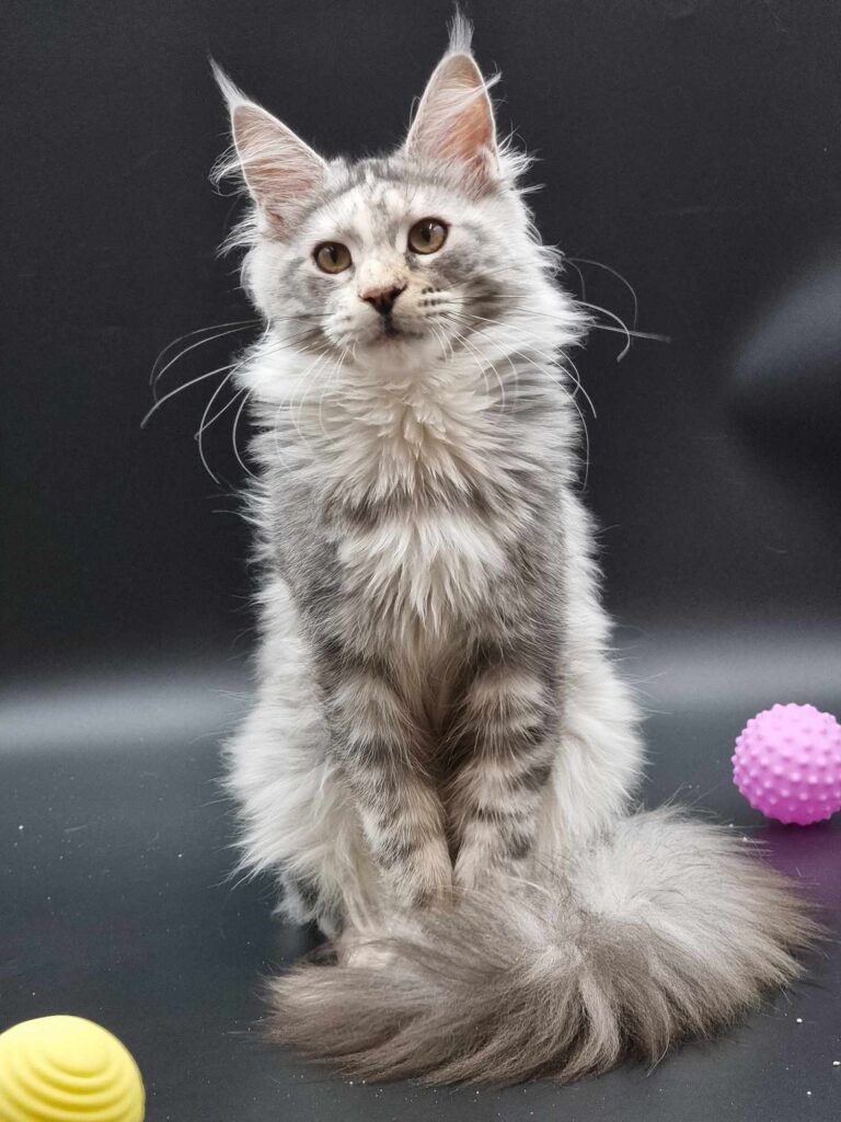 Coon cats for sale, Maine coon cats for sale in the uk