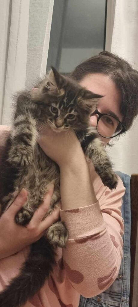 Coon cats for sale, Maine coon cats for sale in the uk