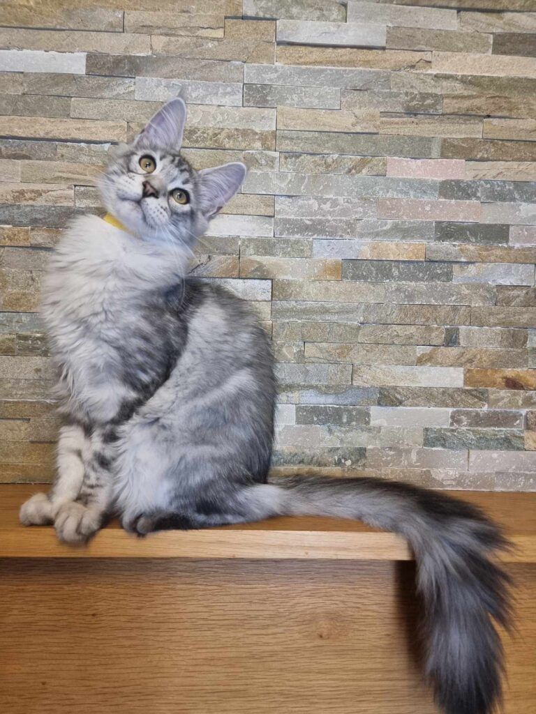 Coon cats for sale, Maine coon cats for sale in the uk