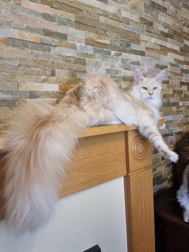 Coon cats for sale, Maine coon cats for sale in the uk