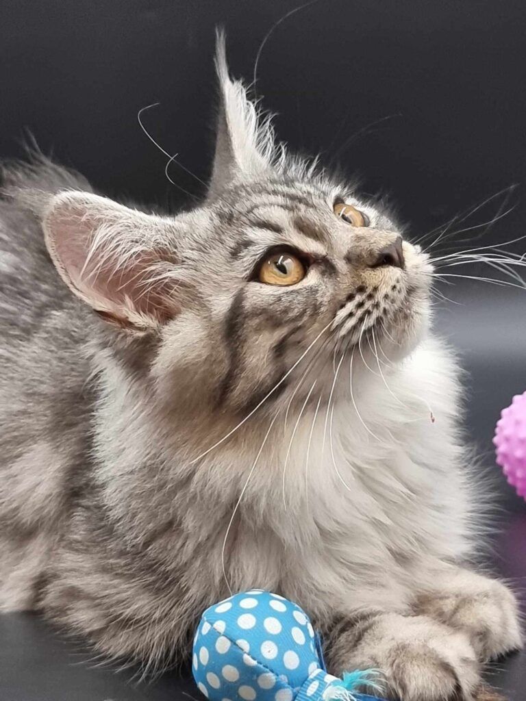 Coon cats for sale, Maine coon cats for sale in the uk