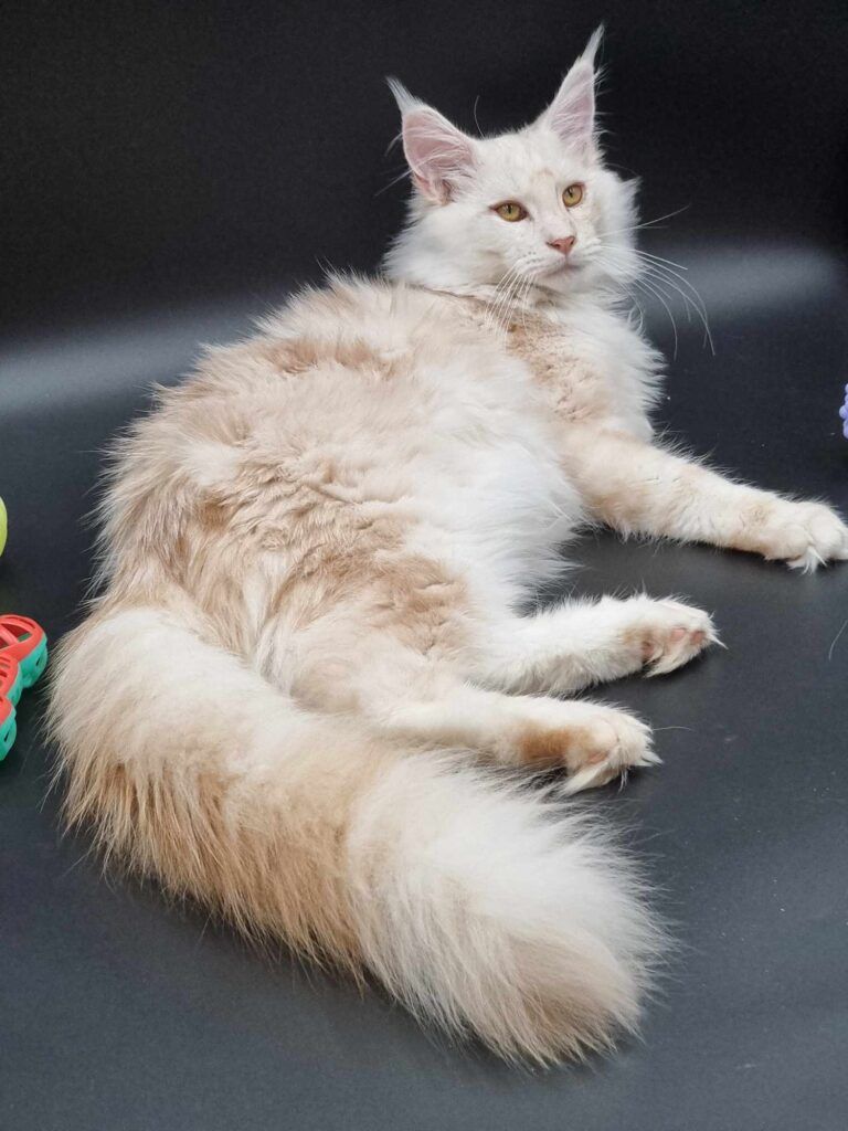 Coon cats for sale, Maine coon cats for sale in the uk