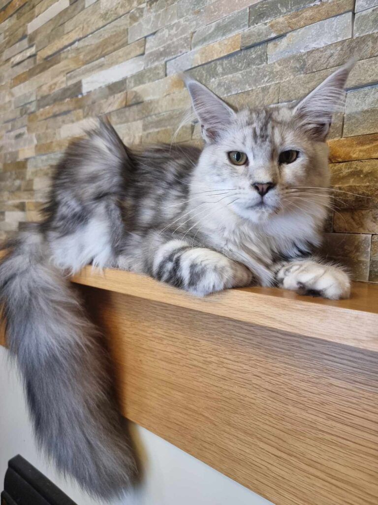 Coon cats for sale, Maine coon cats for sale in the uk