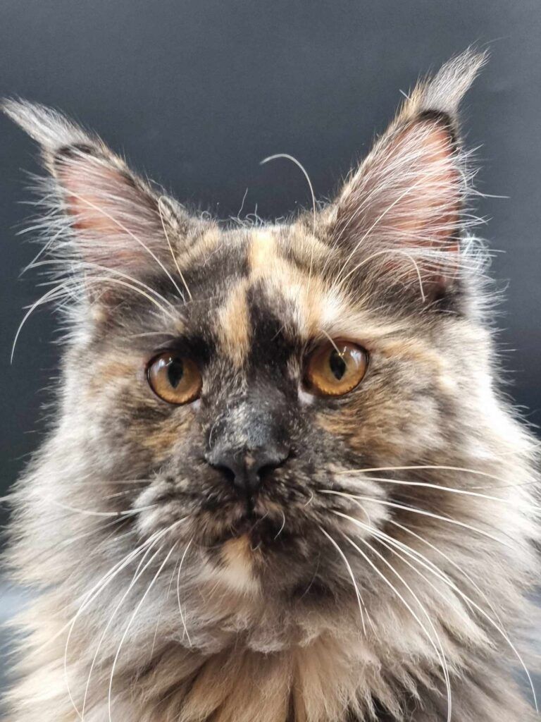 Coon cats for sale, Maine coon cats for sale in the uk