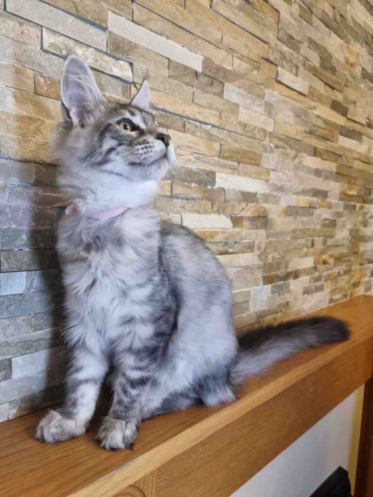 Coon cats for sale, Maine coon cats for sale in the uk