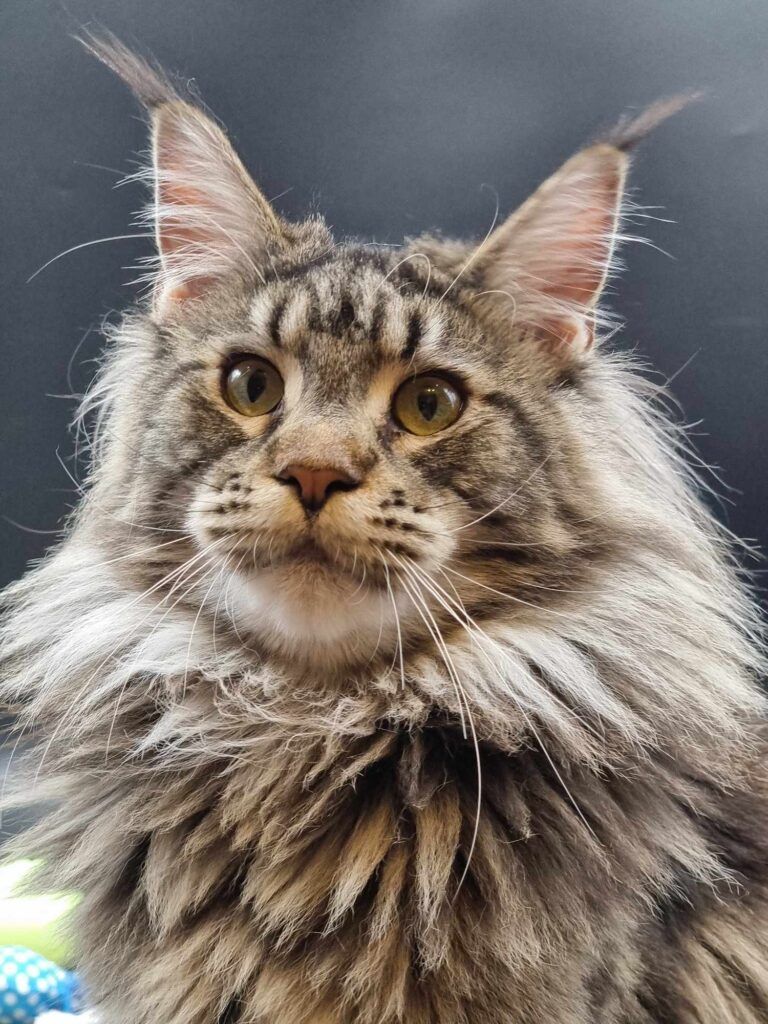 Coon cats for sale, Maine coon cats for sale in the uk