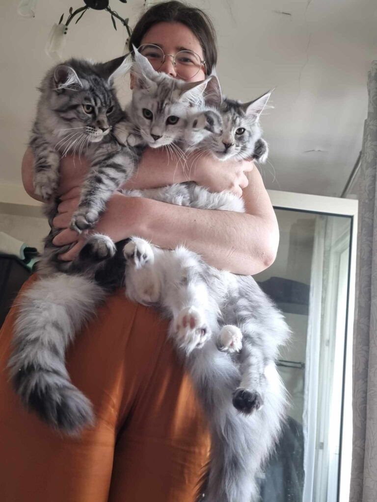 Coon cats for sale, Maine coon cats for sale in the uk