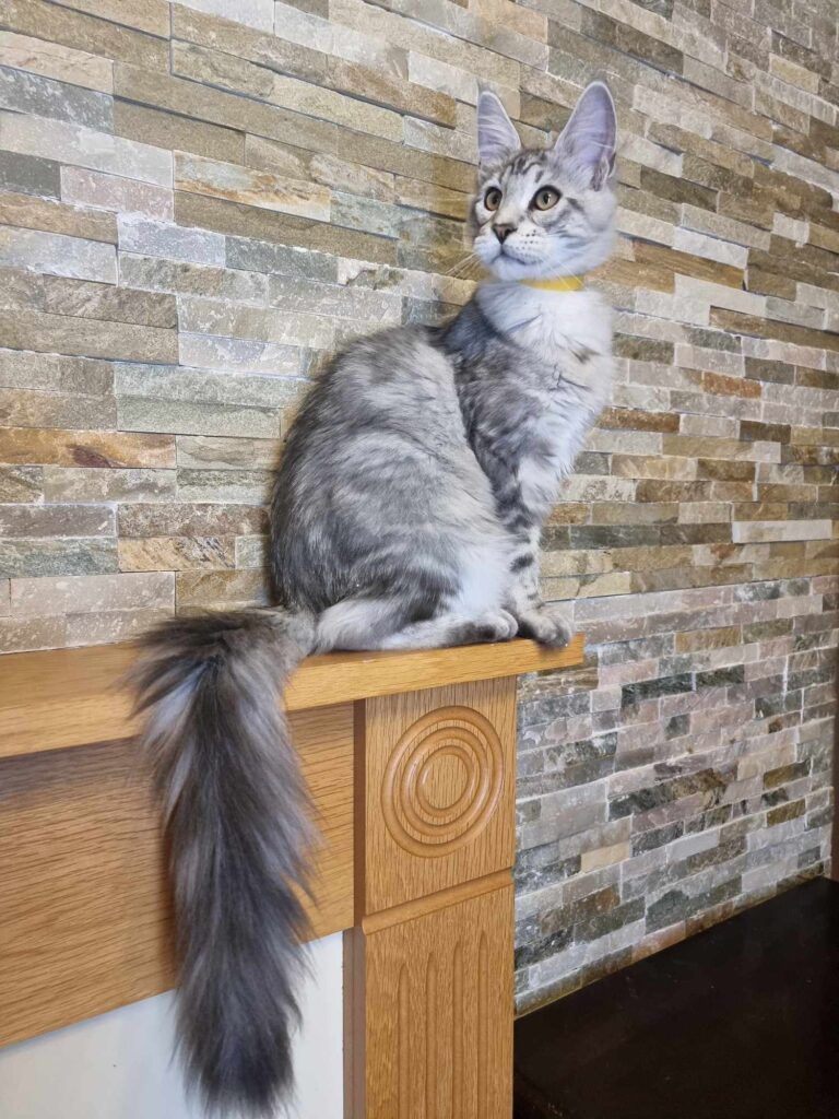 Coon cats for sale, Maine coon cats for sale in the uk