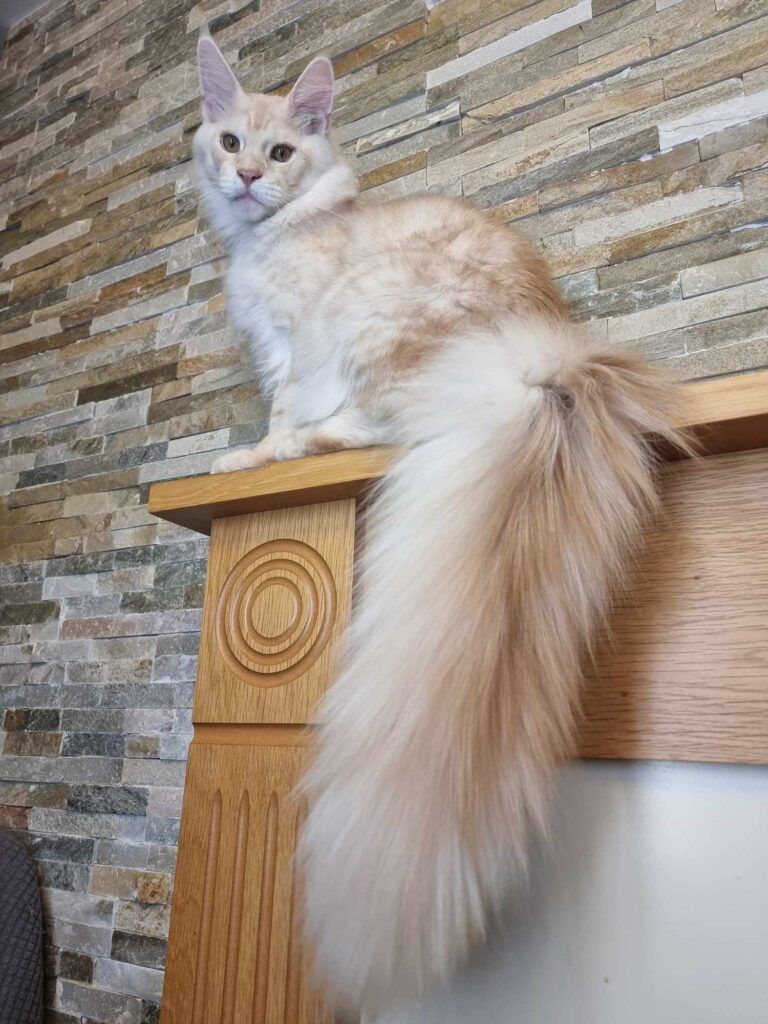 Coon cats for sale, Maine coon cats for sale in the uk